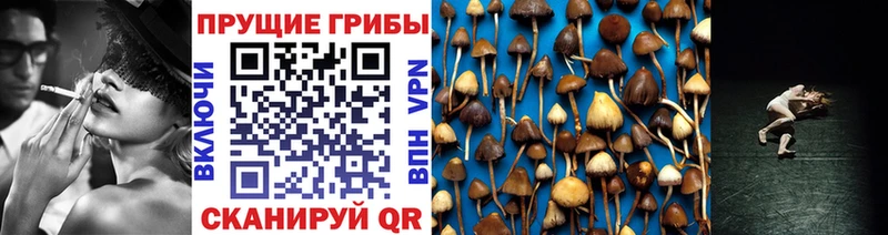 где купить наркоту blacksprut как войти Псилоцибиновые грибы мицелий Когалым